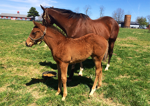  - Speightstown ex Soviet Song filly - April 2014 - 2