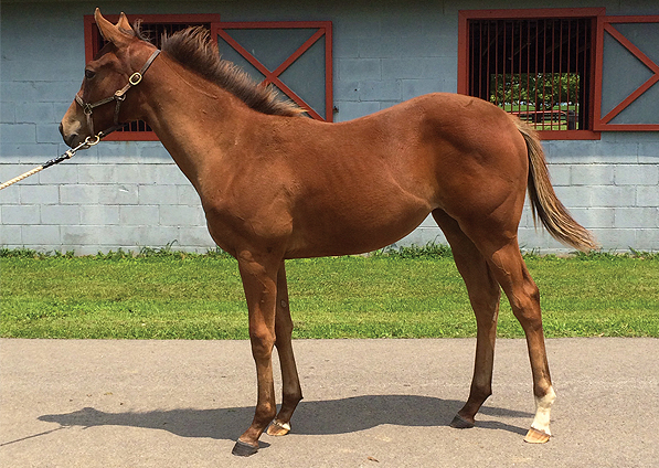  - Speightstown ex Soviet Song filly - July 2014 -1