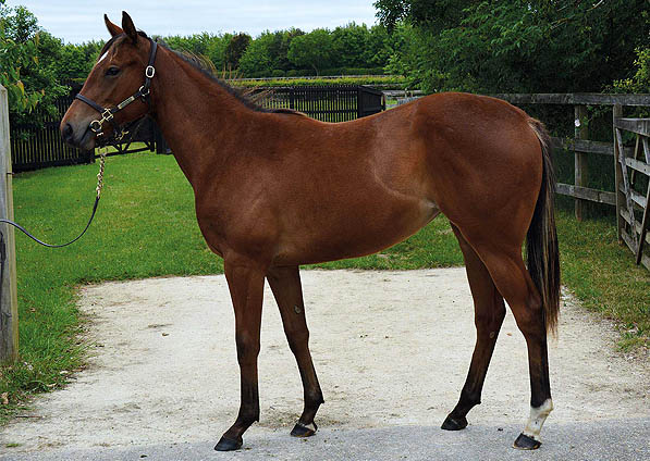  - Speightstown ex Soviet Song filly - June 2015