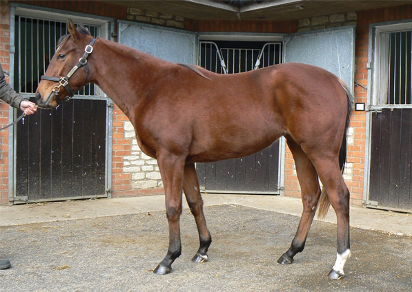  - Speightstown ex Soviet Song filly - November 2015