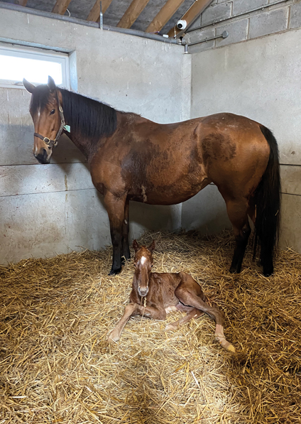  - Canasta and her Footstepsinthesand colt - 2 April 2022