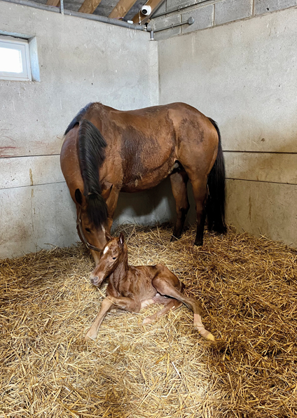  - Canasta and her Footstepsinthesand colt - 2 April 2022