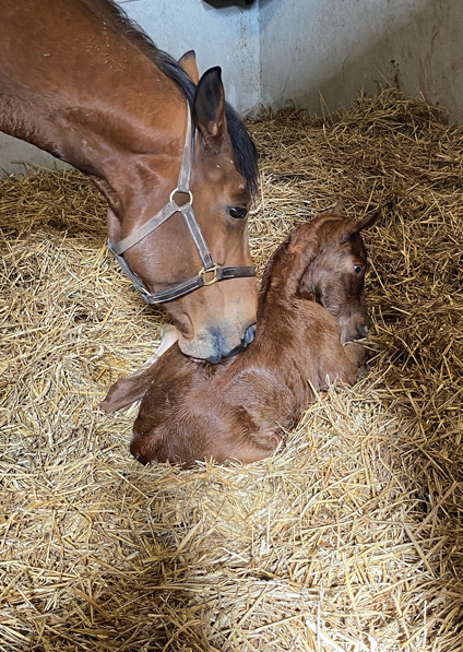  - Canasta and her Footstepsinthesand colt - 2 April 2022