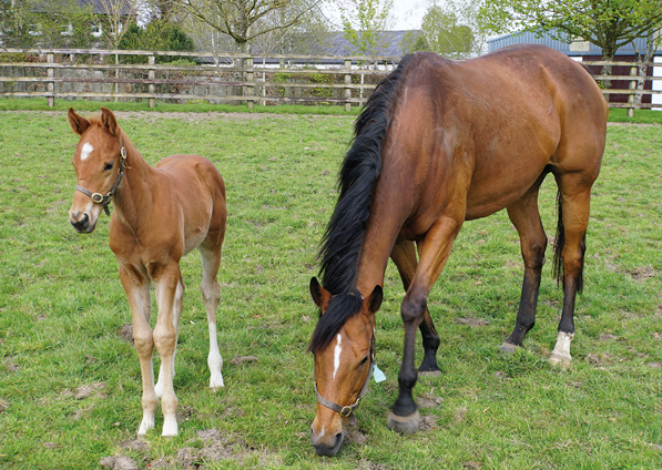  - Canasta and her Footstepsinthesand colt - 27 April 2022