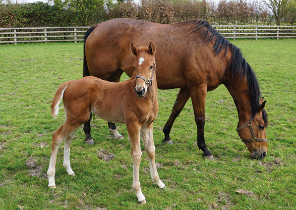  - Canasta and her Footstepsinthesand colt - 27 April 2022