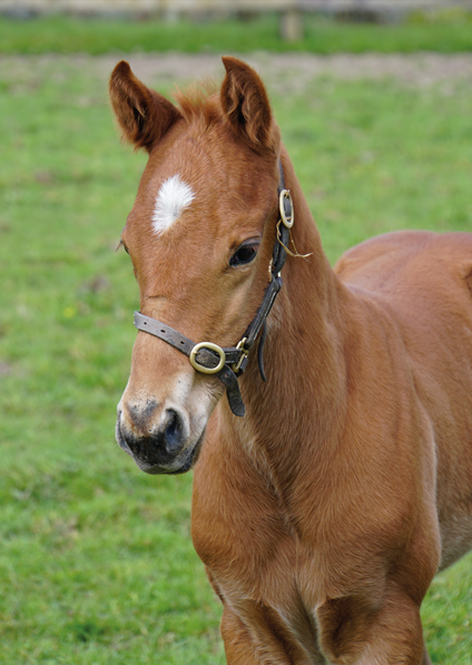  - Footstepsinthesand ex Canasta colt - 27 April 2022