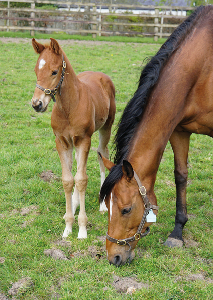  - Canasta and her Footstepsinthesand colt - 27 April 2022