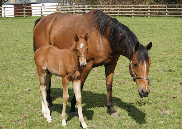  - Canasta and her Footstepsinthesand colt - 27 April 2022