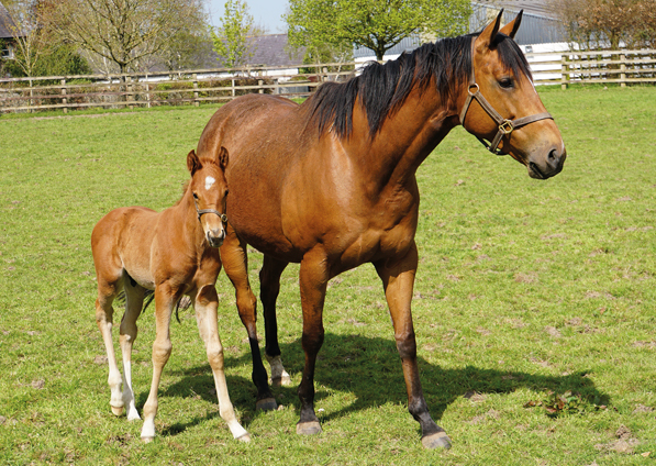  - Canasta and her Footstepsinthesand colt - 27 April 2022