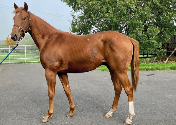  - Footstepsinthesand ex Canasta colt - 9 October 2023