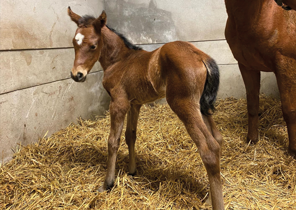  - Saxon Warrior ex Viola filly - 8 March 2024