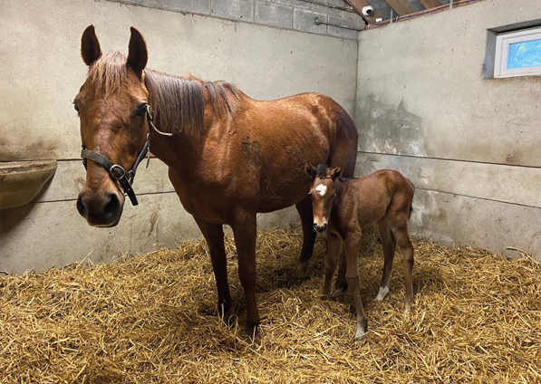  - Viola and her Saxon Warrior filly - 8 March 2024