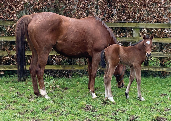  - Saxon Warrior ex Viola filly - 13 March 2024