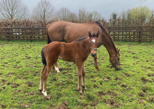  - Viola and her Saxon Warrior filly - 9 April 2024