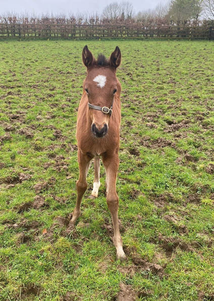  - Saxon Warrior ex Viola filly - 9 April 2024