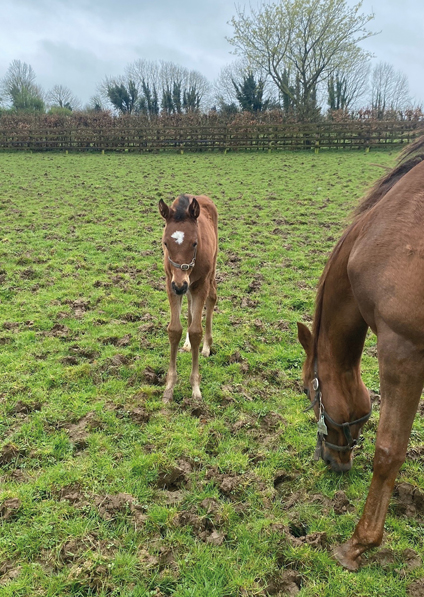  - Viola and her Saxon Warrior filly - 9 April 2024