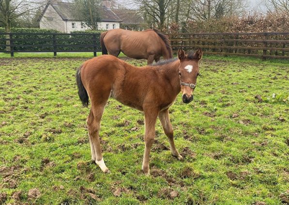  - Saxon Warrior ex Viola filly - 9 April 2024