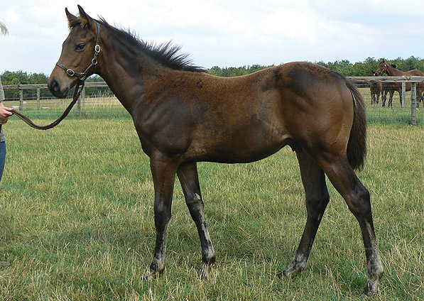  - Kyllachy ex Baralinka colt - September 2011 - 1