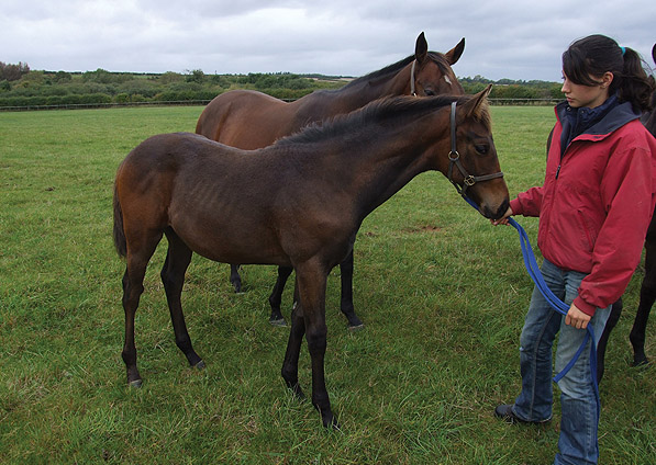  - Kyllachy ex Baralinka colt - September 2011 - 2