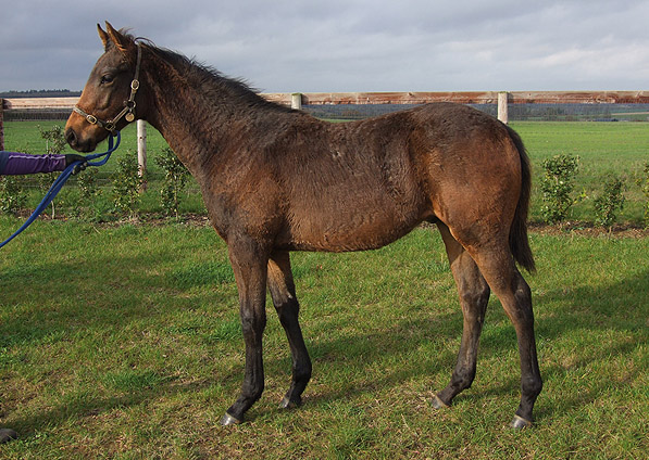  - Kyllachy ex Baralinka colt - November 2011