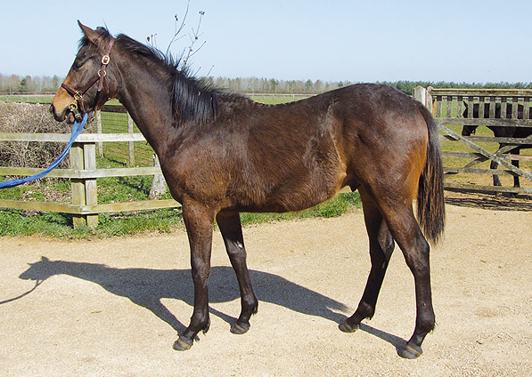  - Kyllachy ex Baralinka colt - March 2012