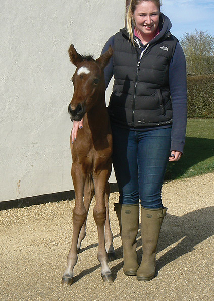  - Sepoy ex Baralinka colt - March 2014 - 1