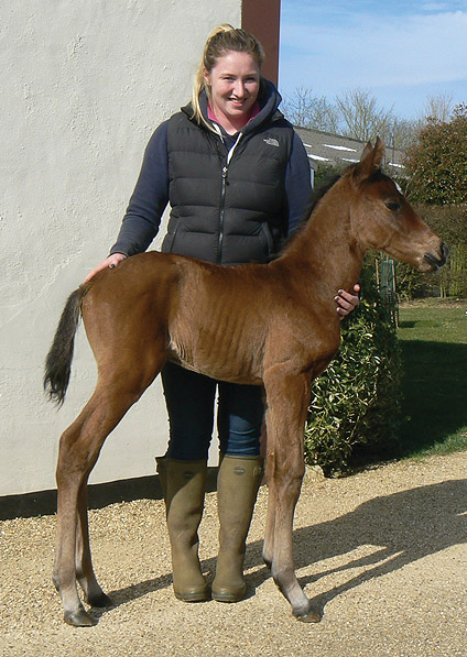  - Sepoy ex Baralinka colt - March 2014 - 2