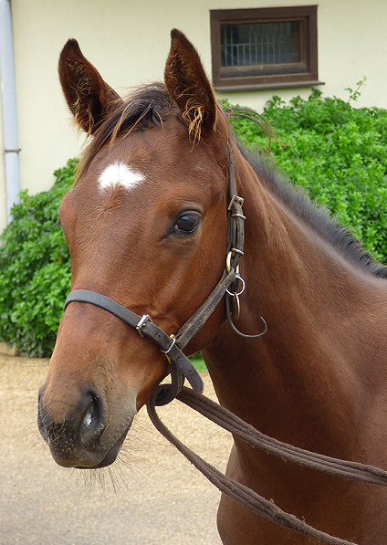  - Sepoy ex Baralinka colt - July 2014 - 2