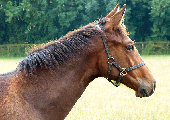  - Sepoy ex Baralinka colt - July 2014 - 3