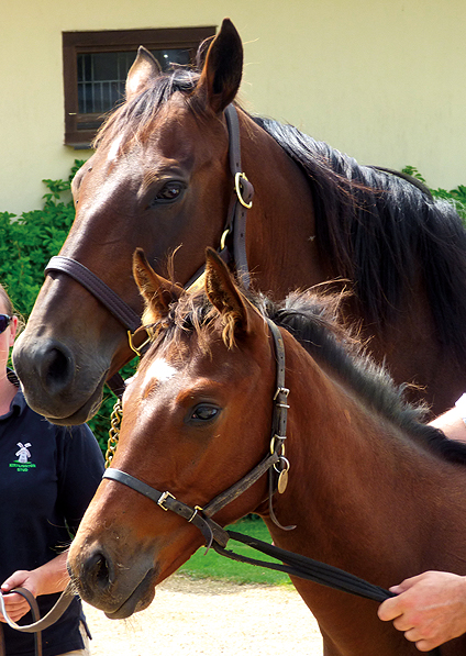  - Baralinka and her Sepoy colt - July 2014 - 1