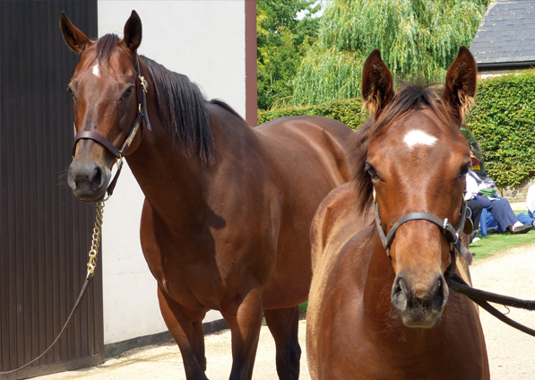  - Baralinka and her Sepoy colt - July 2014 - 2