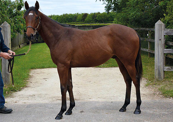  - Sepoy ex Baralinka colt - June 2015 - 1