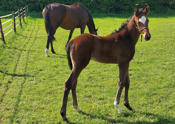  - Cityscape ex Kind Of Hush filly - 8 May 2022