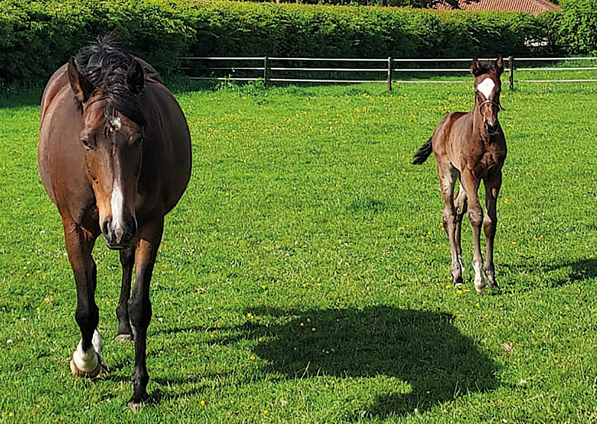  - Kind Of Hush and her Cityscape filly - 8 May 2022