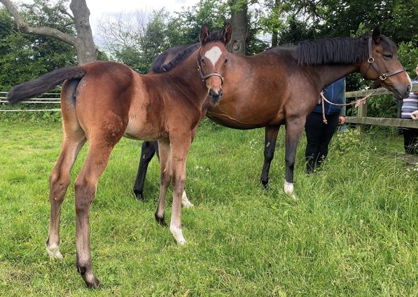  - Kind Of Hush and her Cityscape filly - 27 May 2022