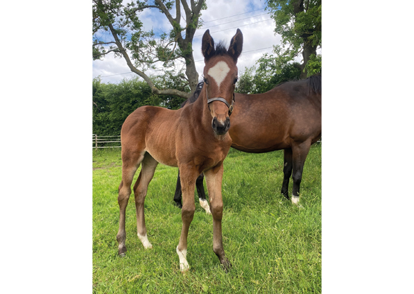  - Cityscape ex Kind Of Hush filly - 27 May 2022