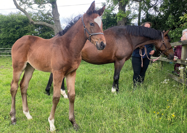  - Kind Of Hush and her Cityscape filly - 27 May 2022