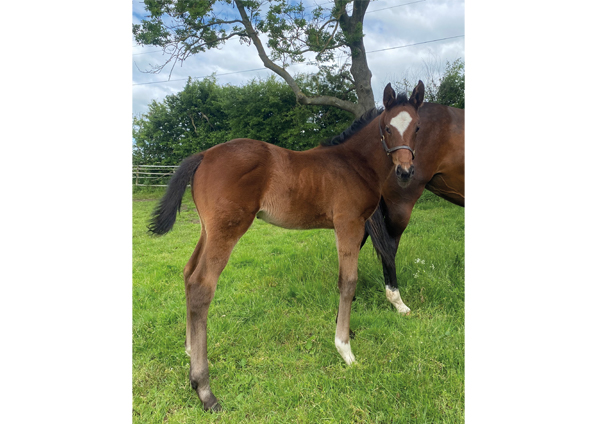  - Cityscape ex Kind Of Hush filly - 27 May 2022