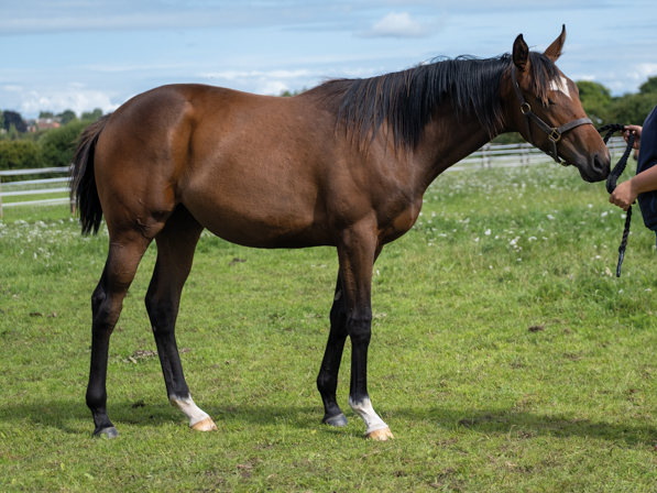  - Cityscape ex Kind Of Hush filly - 25 July 2023