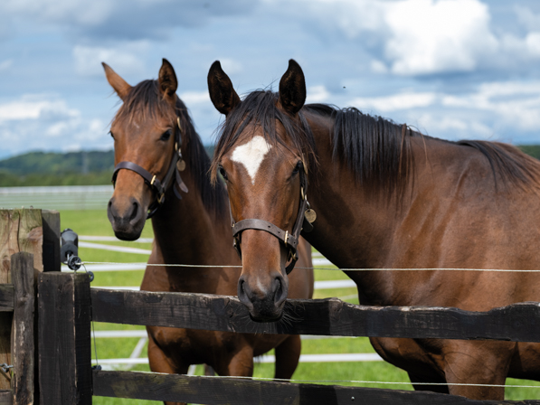  - Cityscape ex Kind Of Hush filly - 25 July 2023