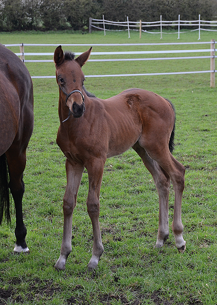  - Ifraaj ex Affinity Filly - 16 April 2016