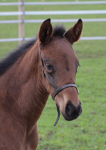  - Ifraaj ex Affinity Filly - 16 April 2016 (1)