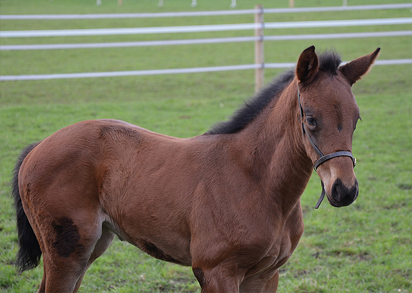  - Ifraaj ex Affinity Filly - 16 April 2016