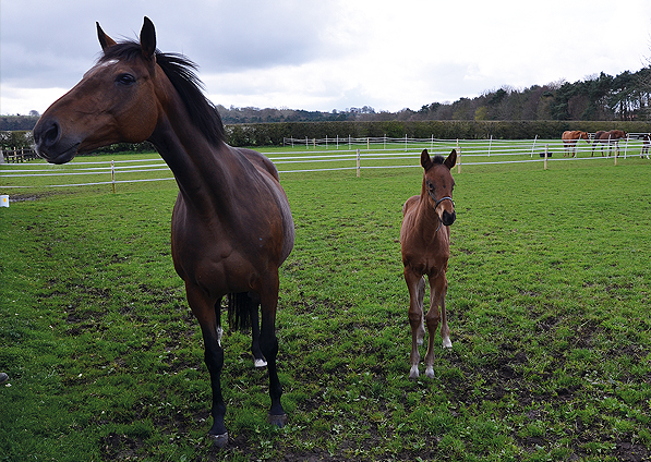  - Ifraaj ex Affinity Filly - 16 April 2016