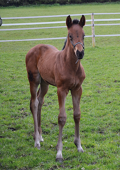  - Ifraaj ex Affinity Filly - 16 April 2016