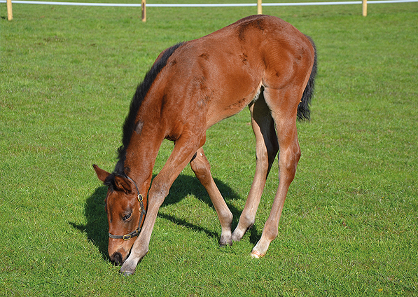  - Iffraaj ex Affinityj filly - 30 April 2016