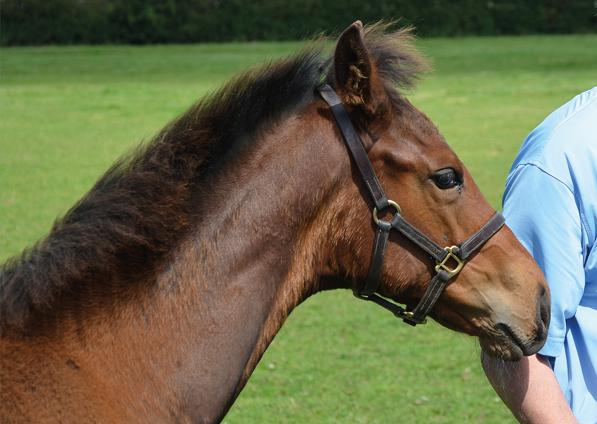  - Iffraaj ex Affinityj filly - 16 July 2016