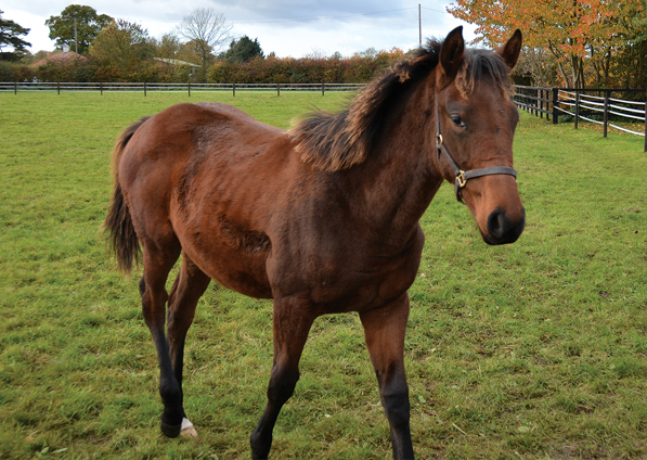  - Iffraaj ex Affinityj filly - 4 November 2016