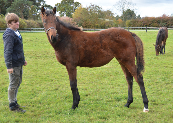  - Iffraaj ex Affinityj filly - 4 November 2016