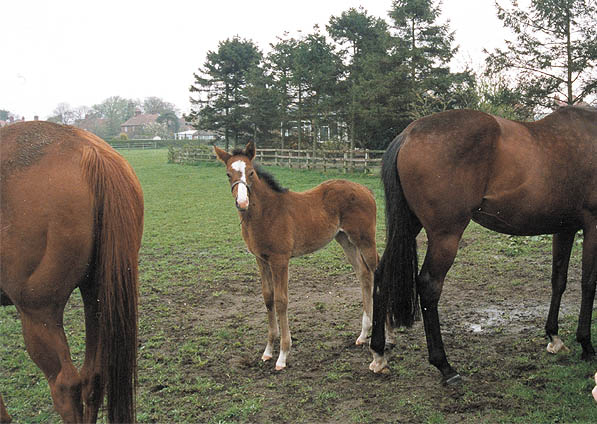  - Marju ex Kalinka 2004 filly - July 2004